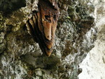 Ausflug Santo Domingo  Binenstock in der Grotte Los Tre Ojos bei Santo Domingo Pflanzan (DOM).